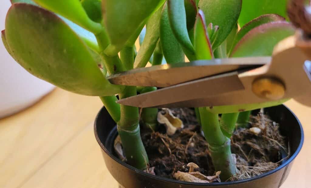 locating jade plant cuts for propagation