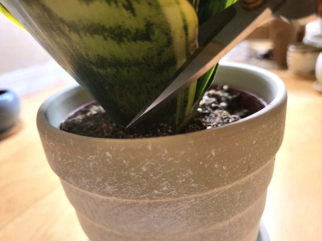 making cuts snake plant