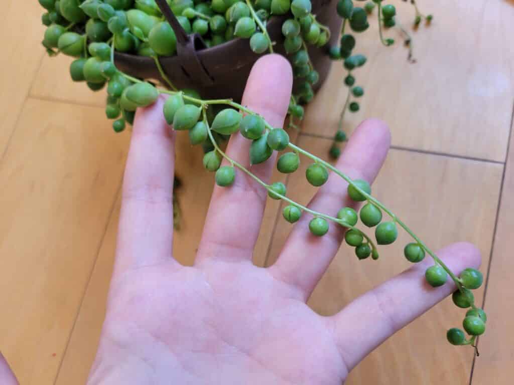 making cuttings string of pearls