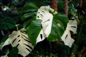 monstera albo