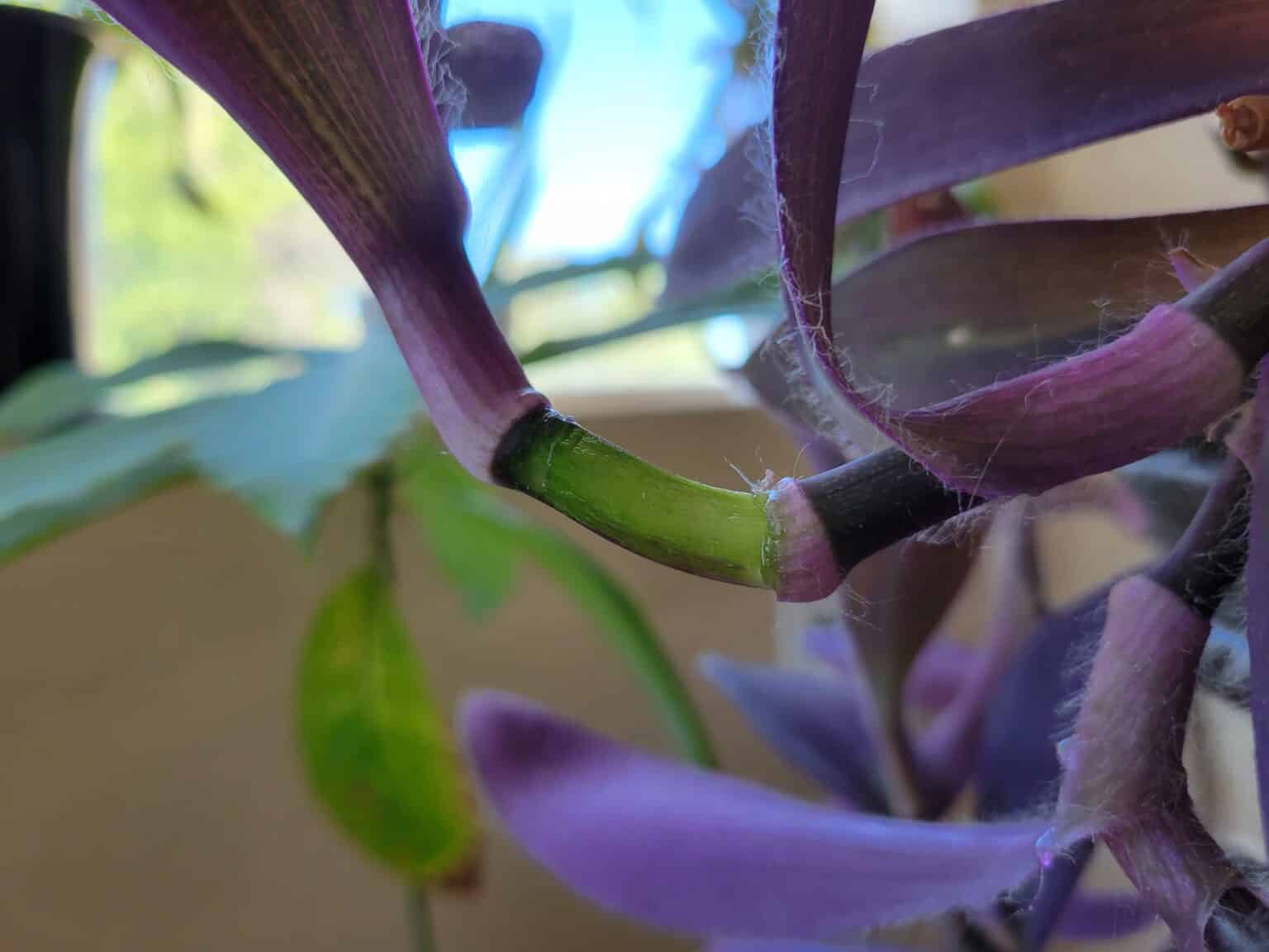 How to Propagate Purple Heart Plants StepByStep Guide (With Pictures)