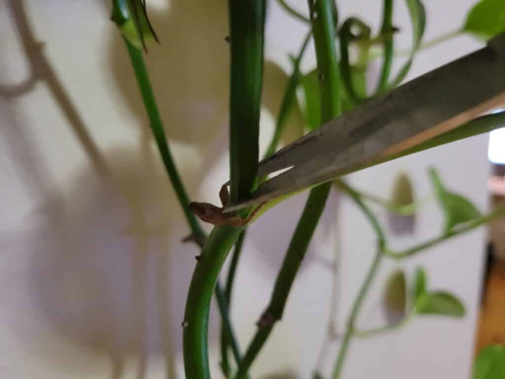 pothos cutting