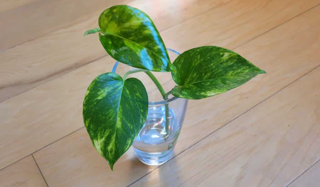 pothos in water