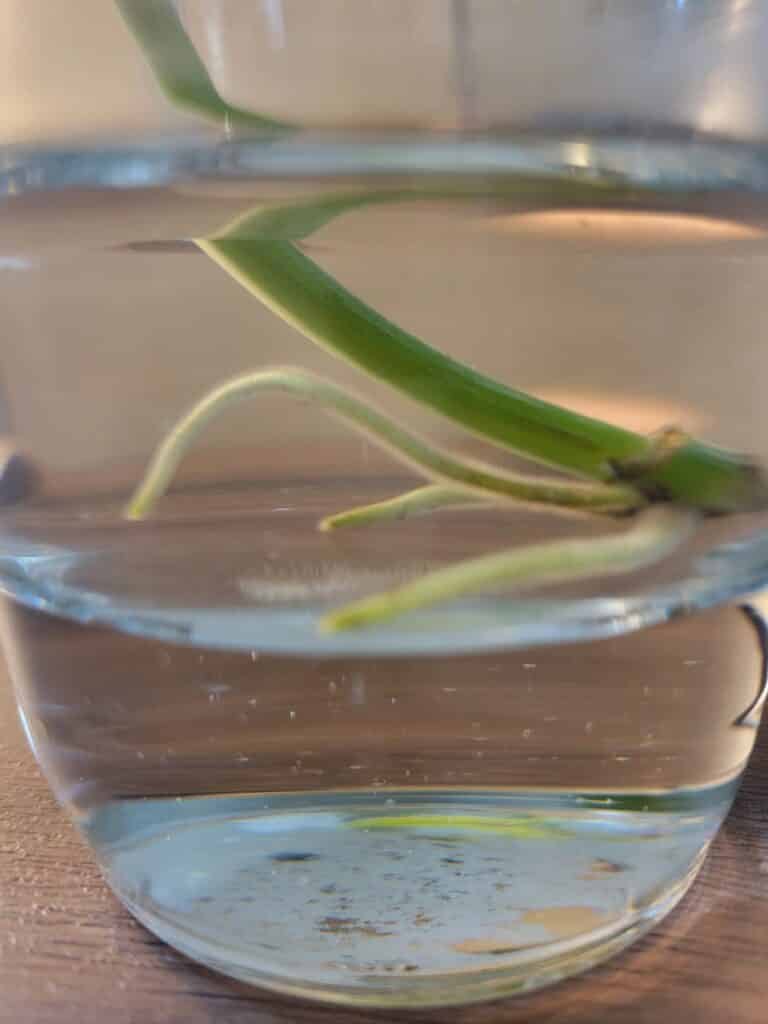 pothos root in water