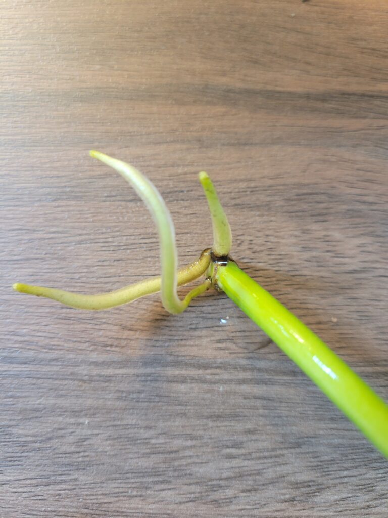 pothos roots on table