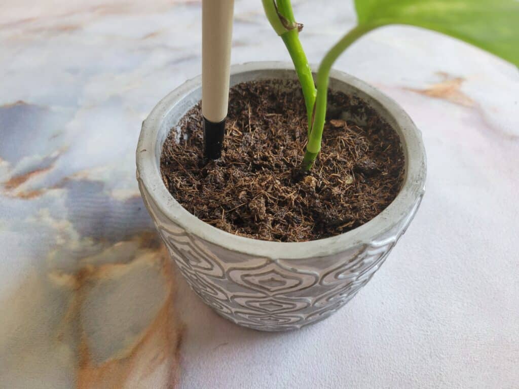 pothos soil propagation method