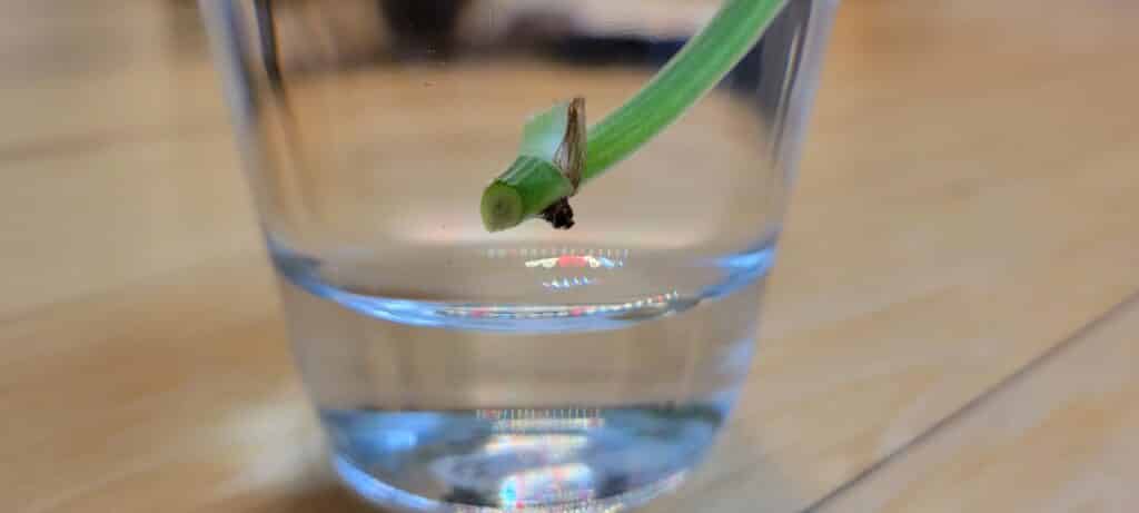 pothos in water