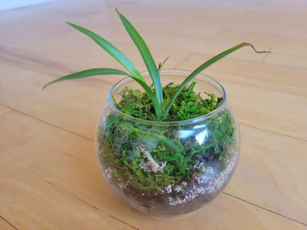 potting spider plant