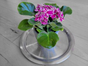 propagating african violet