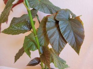 propagating begonias