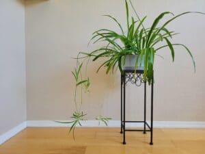 propagating spider plant