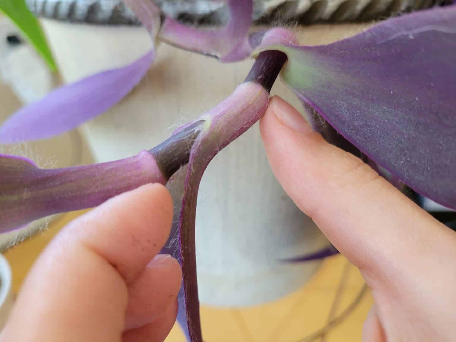 How to Propagate Purple Heart Plants StepByStep Guide (With Pictures)
