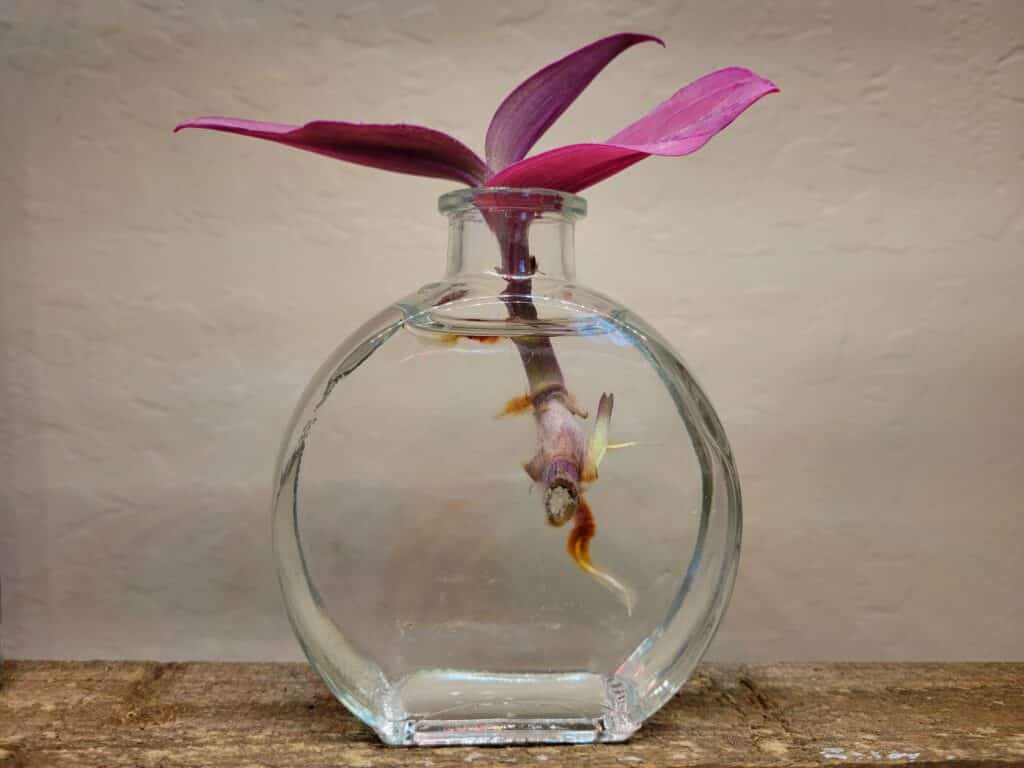 purple heart water propagation method