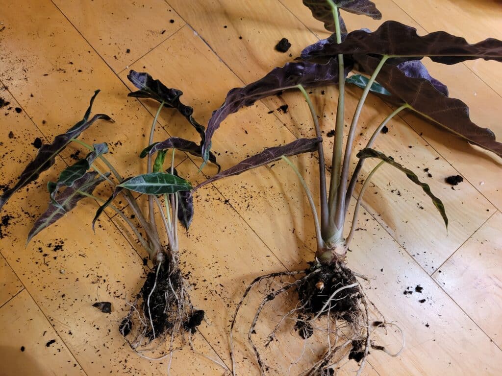 repotting alocasia rhizomes