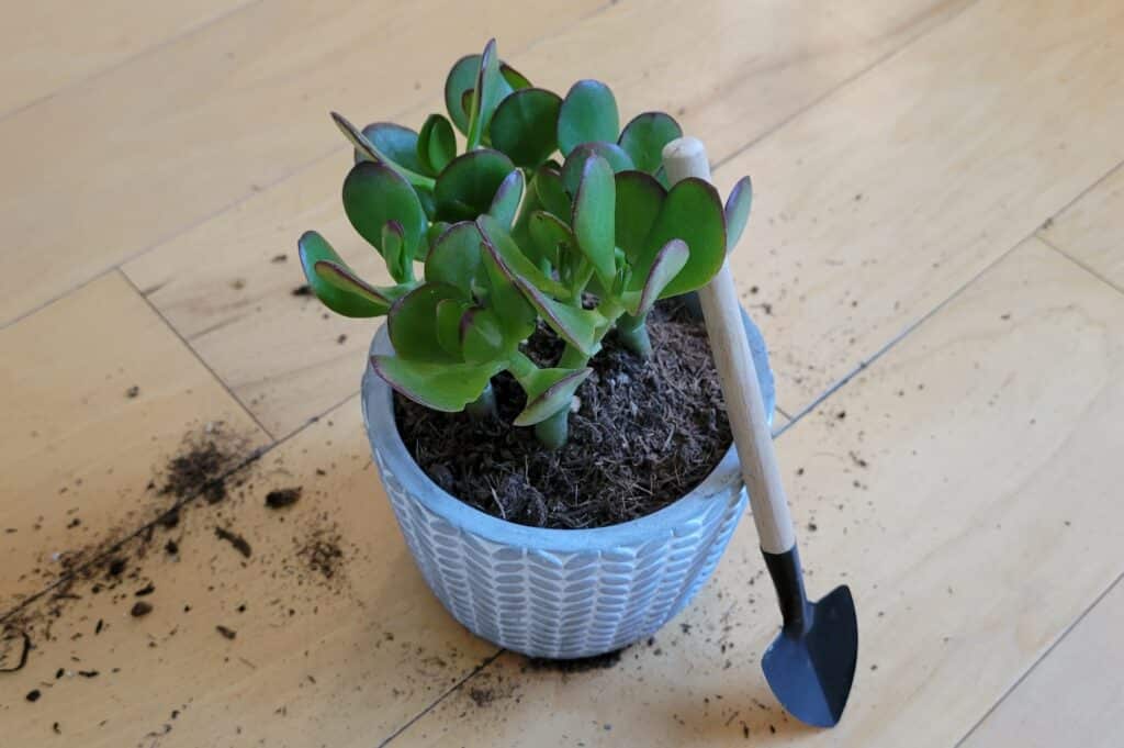 repotting jade plant