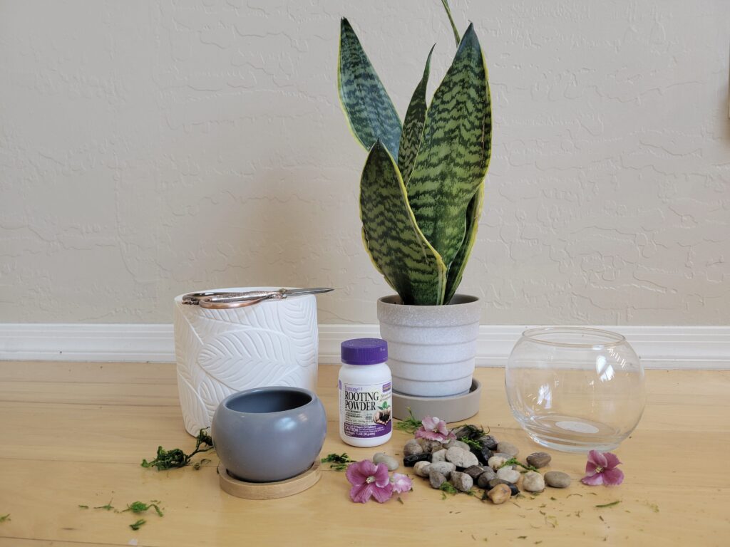 snake plant propagation tools