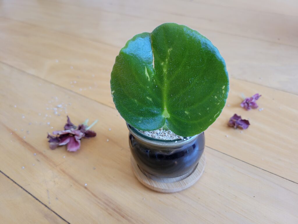 soil propagation african violet