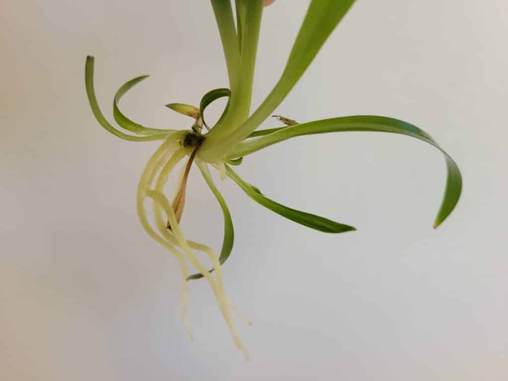 spider plant cutting