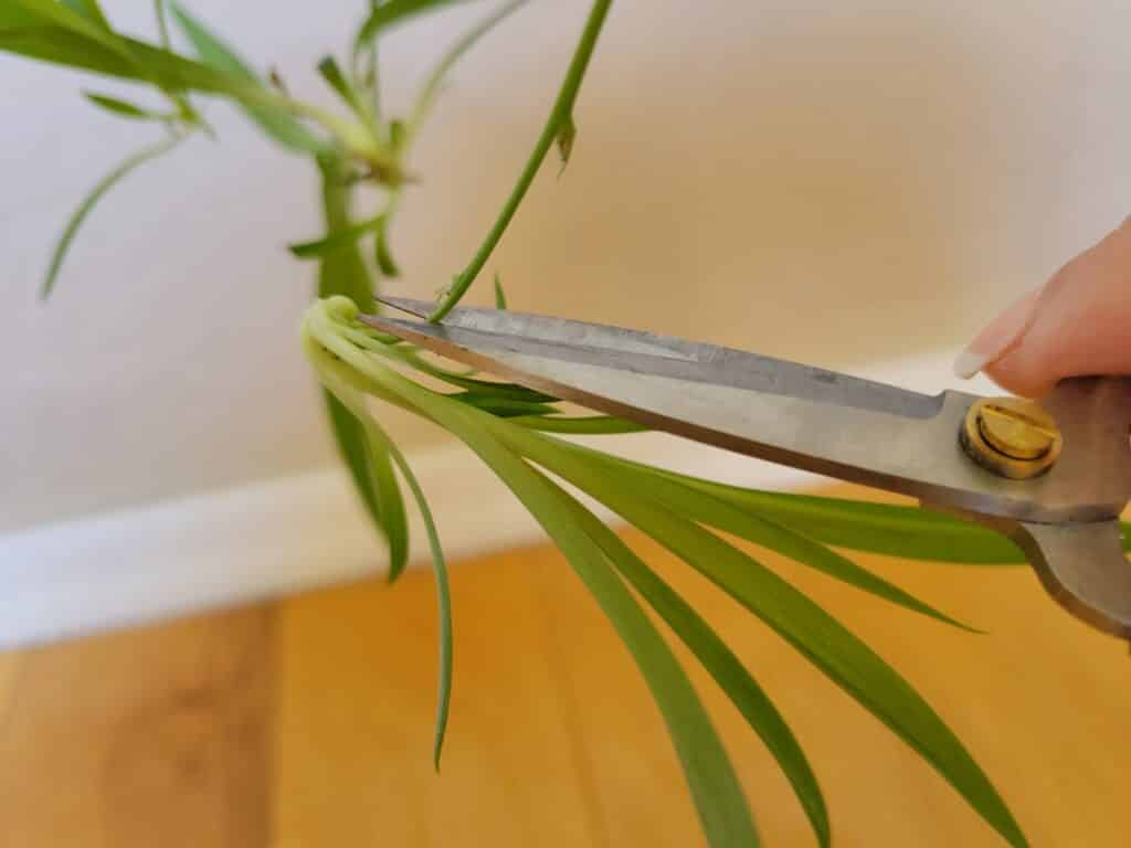 spider plant cutting location