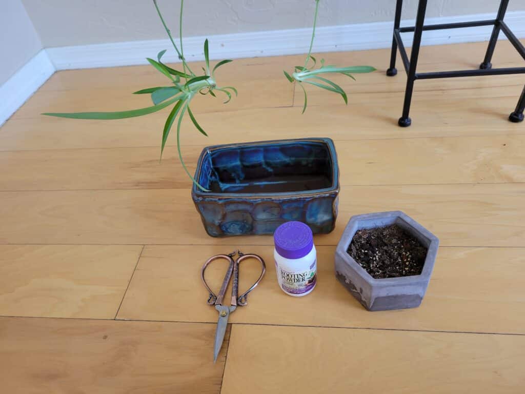 spider plant propagation tools