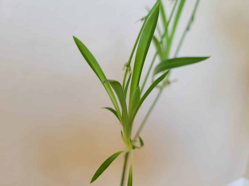 spider plant reproduction