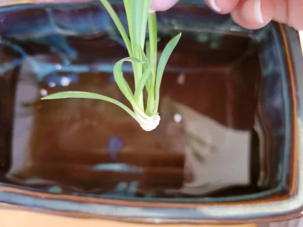 spider plant rooting hormone