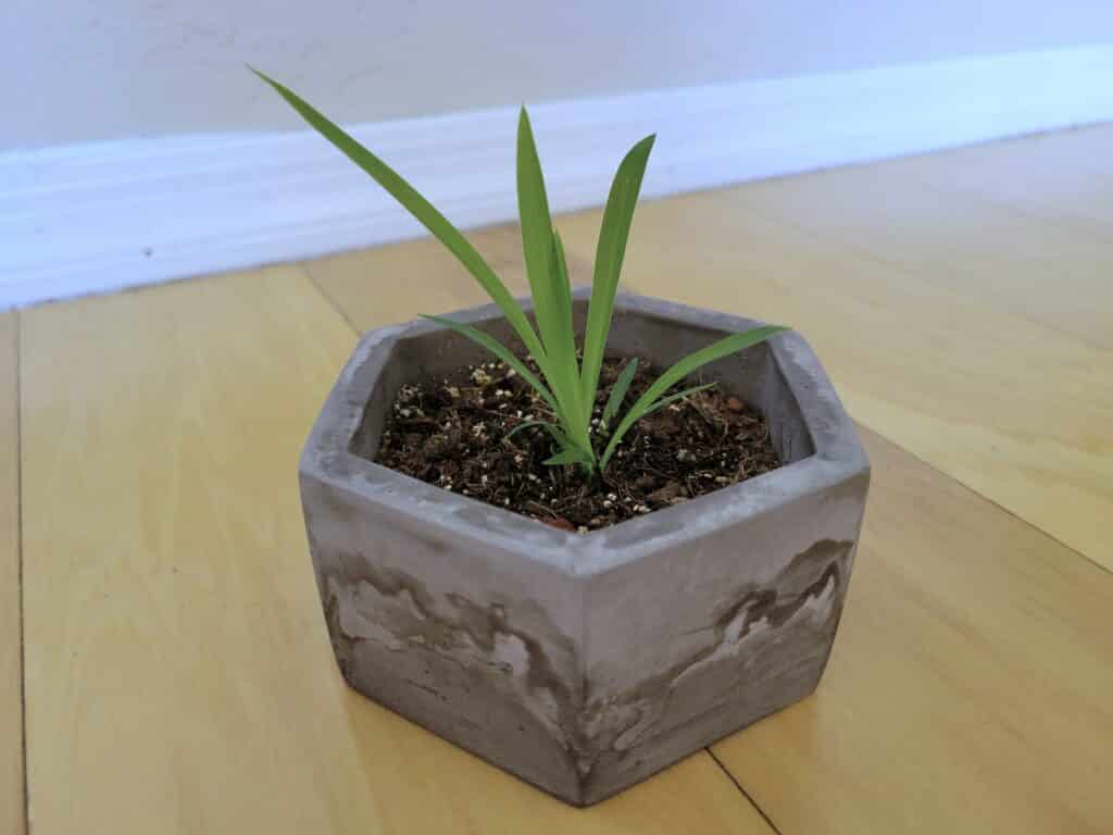 spider plant soil propagation