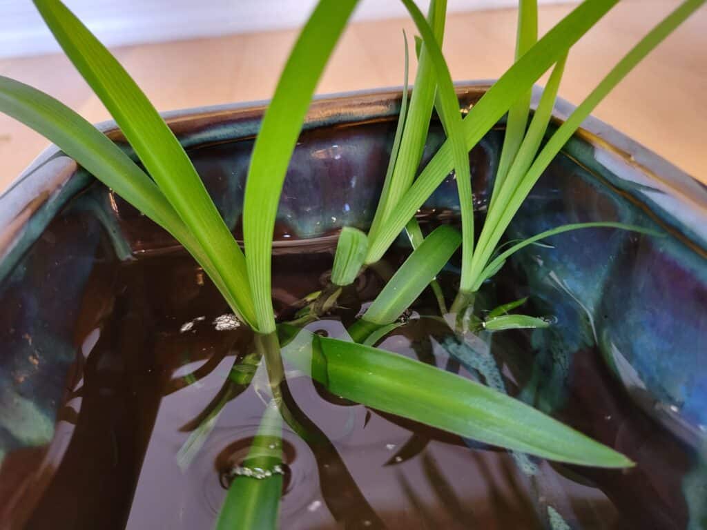 spider plant water propagation method