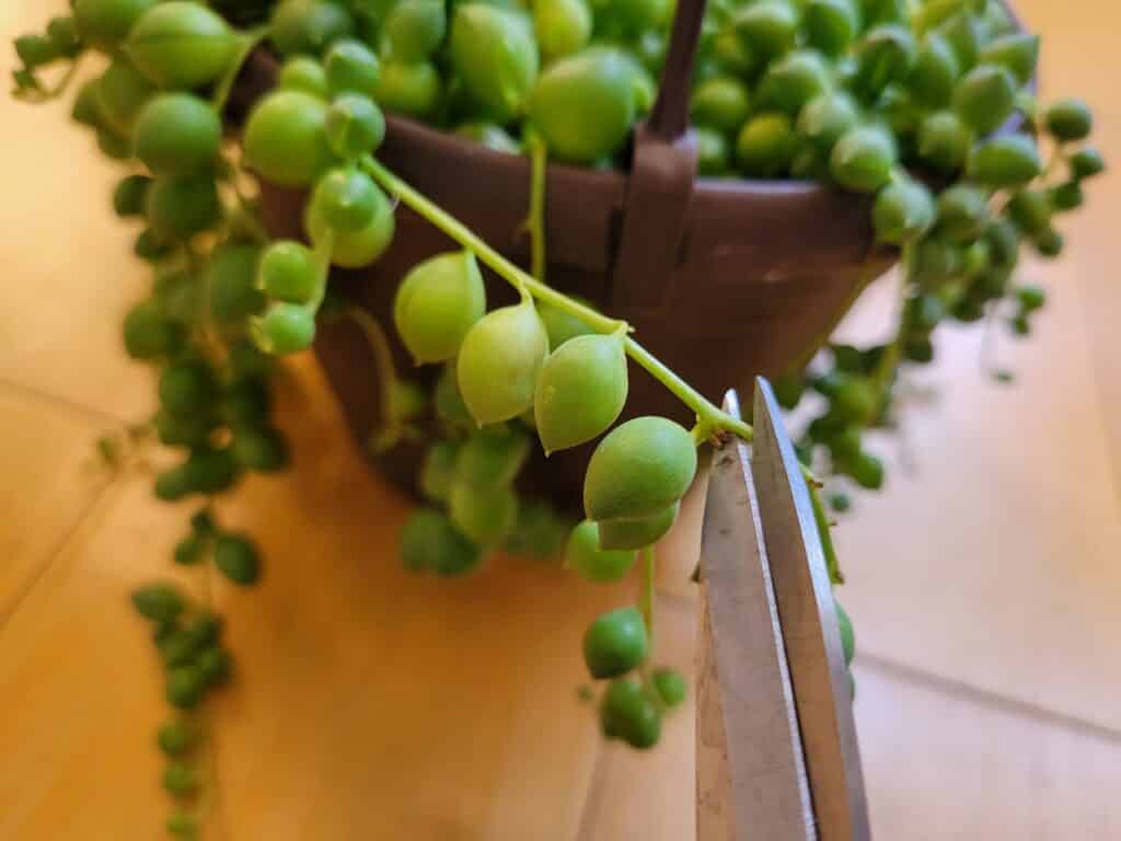 string of pearls cut