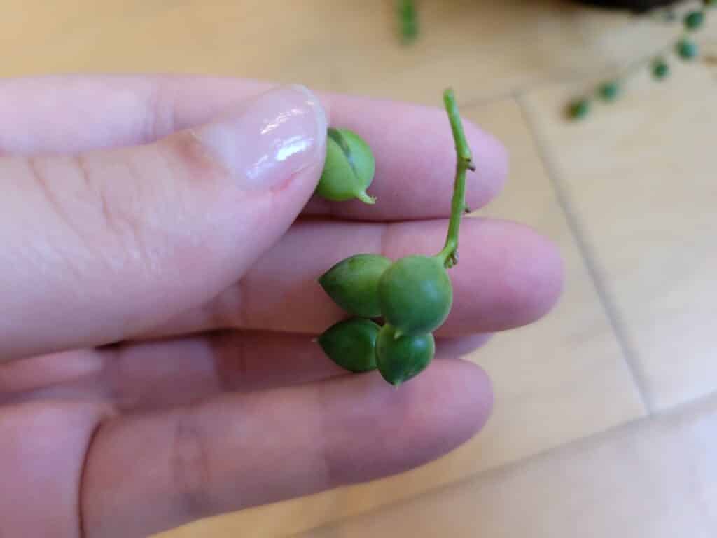 string of pearls into the soil