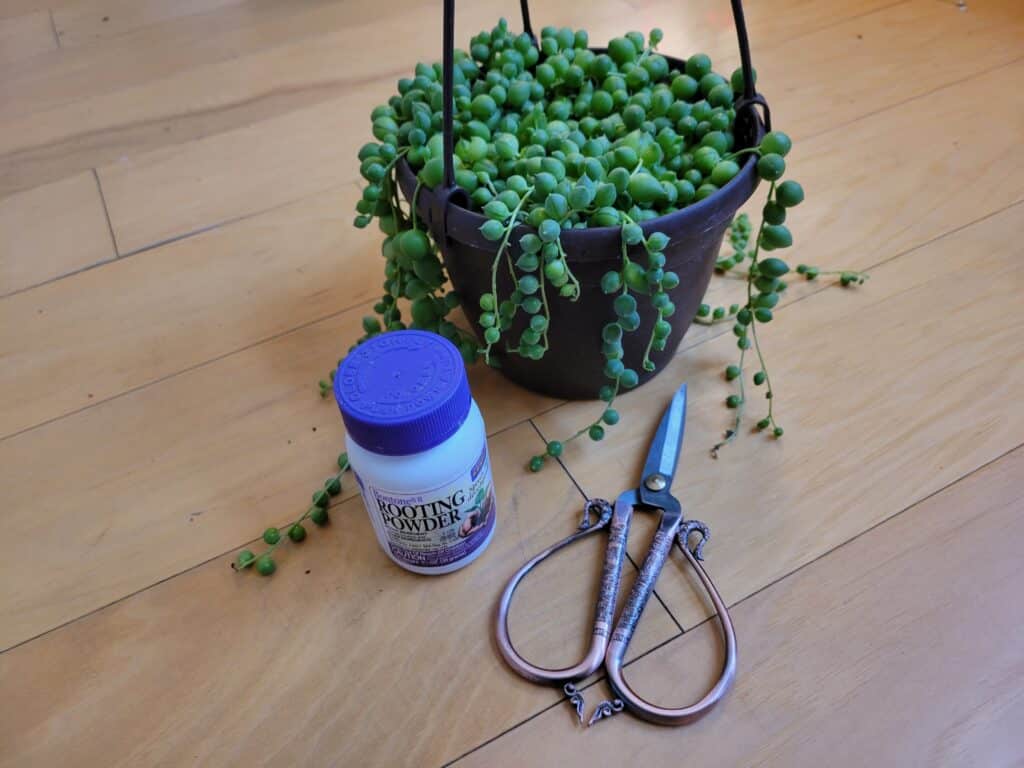 string of pearls propagation materials