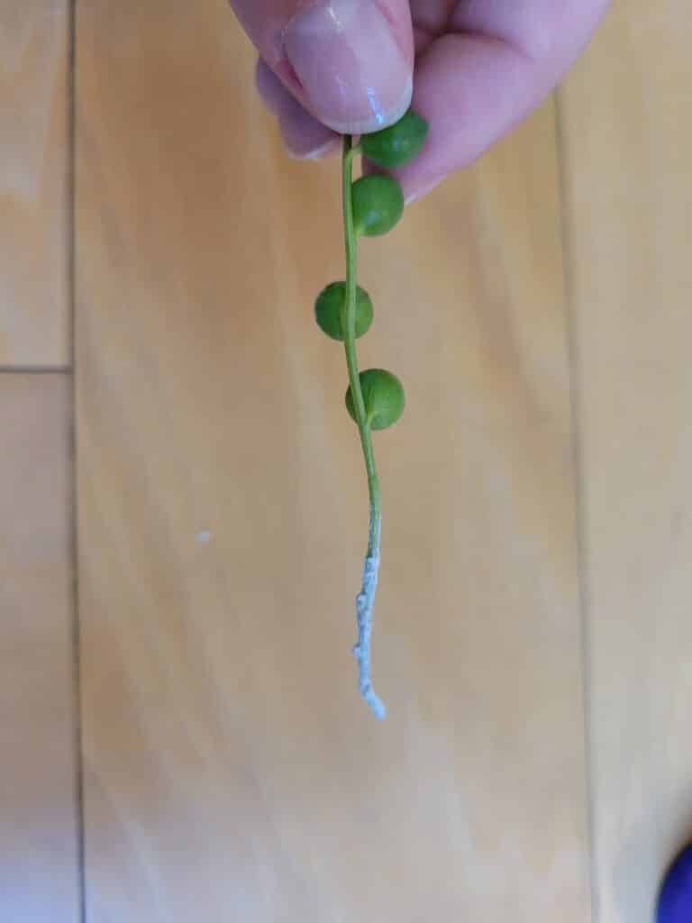 string of pearls soil