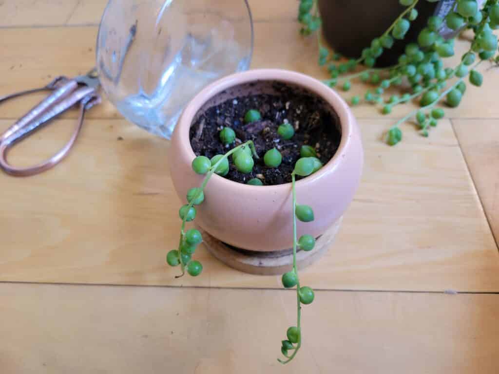 string of pearls soil propagation