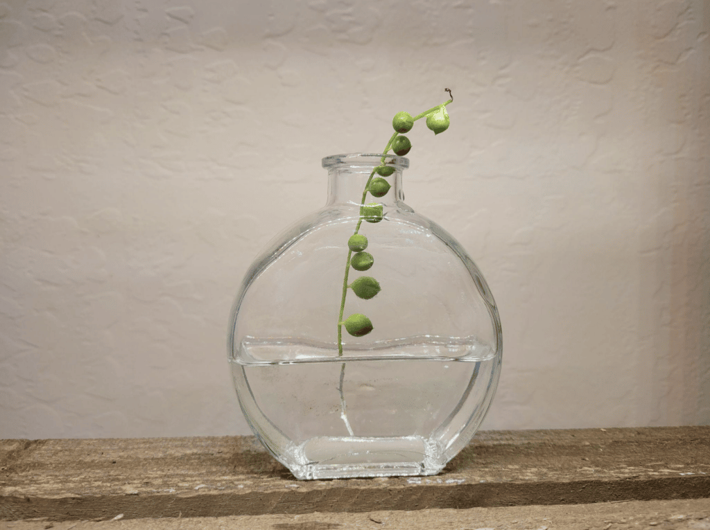 string of pearls water propagation