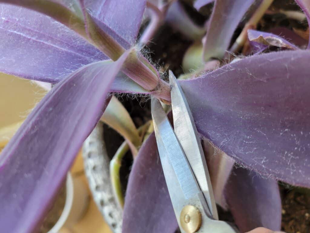 taking cuttings purple heart