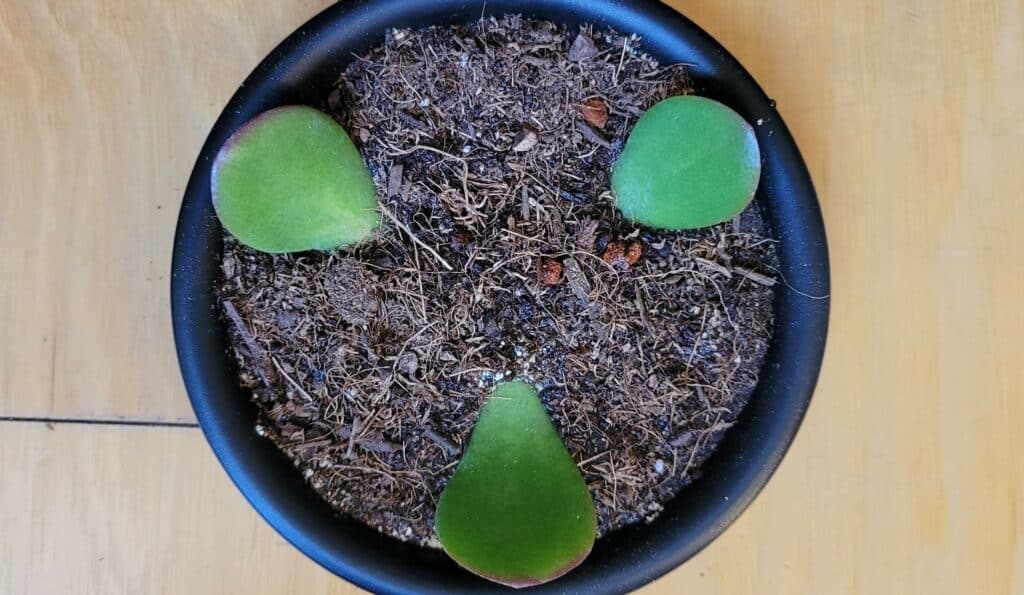 types of jade plant cuttings