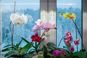 types of orchids