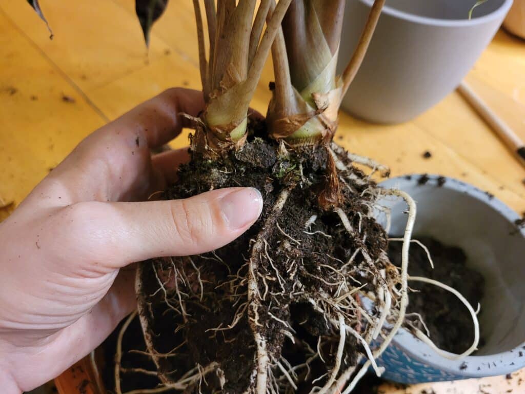 unpotting alocasia