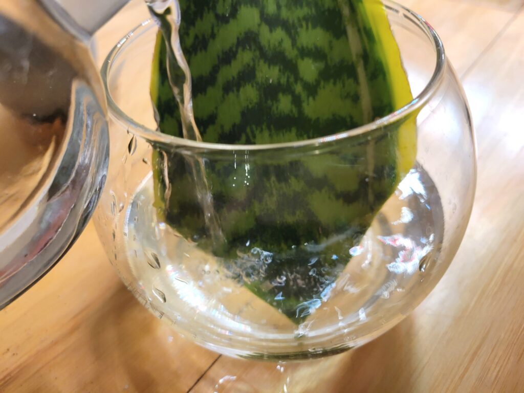 water propagating snake plant