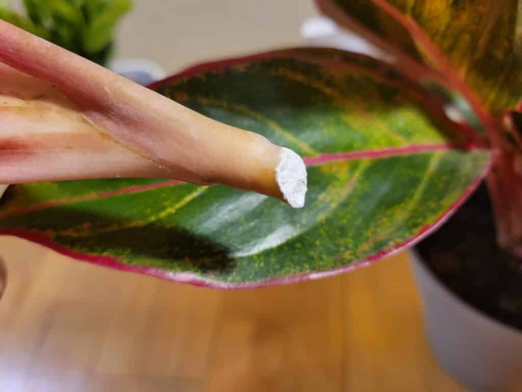 Aglaonema propagation rooting hormone