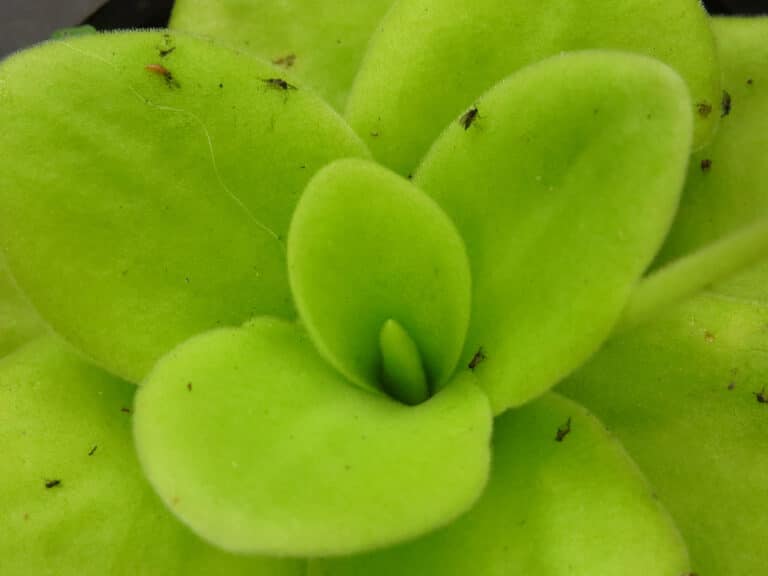 15 Types of Carnivorous Plants That You Can Keep Indoors