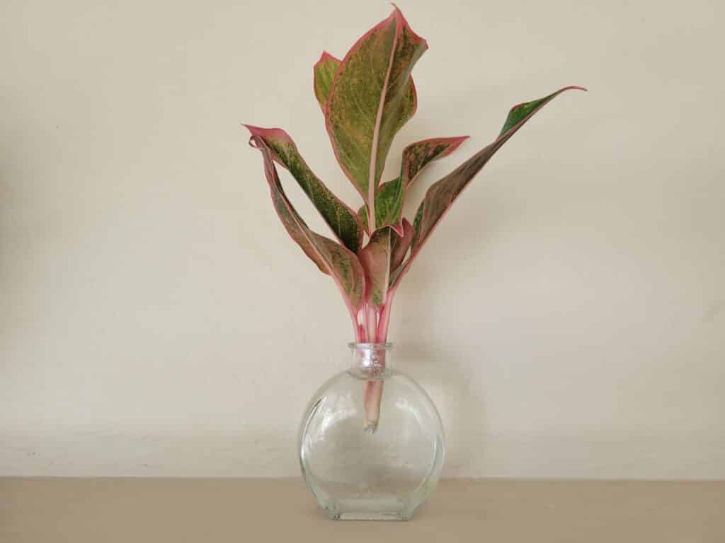 aglaonema water propagation