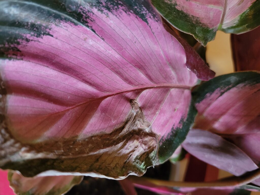 calathea brown tips