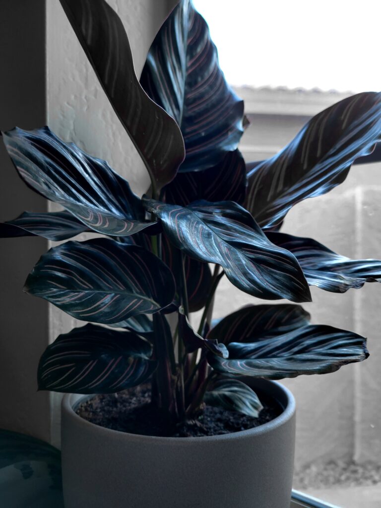 calathea lighting picture