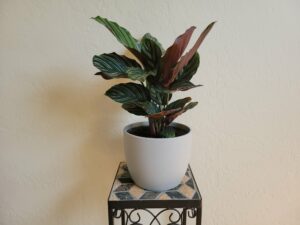 calathea propagation