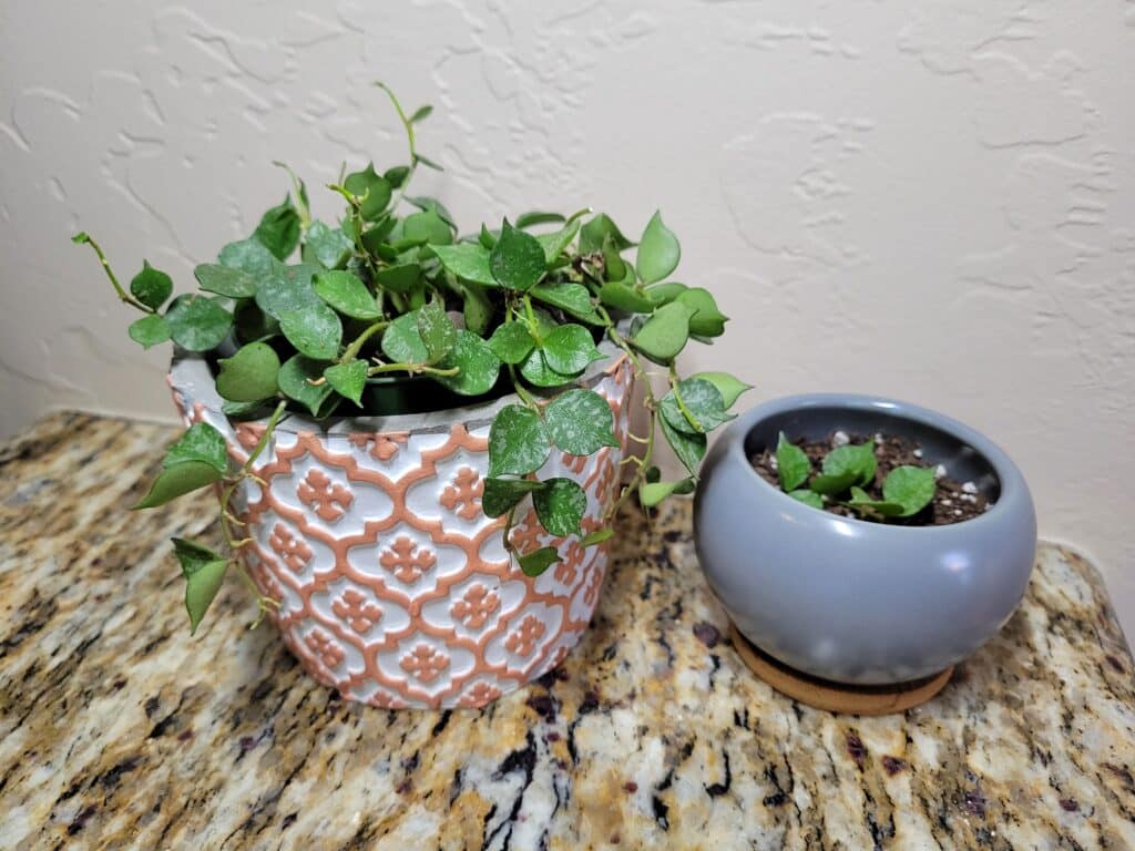 caring for hoya cuttings