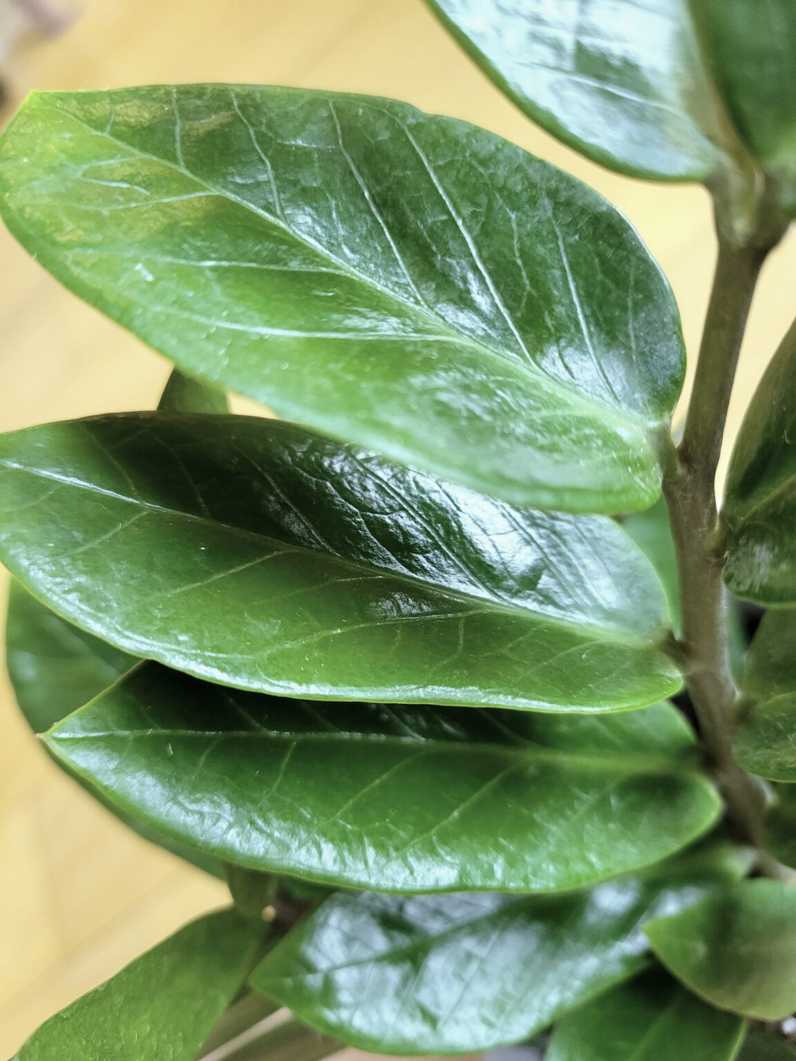 How to Propagate ZZ Plants StepByStep (With Pictures)