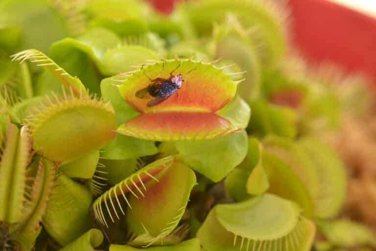 15 Types of Carnivorous Plants That You Can Keep Indoors