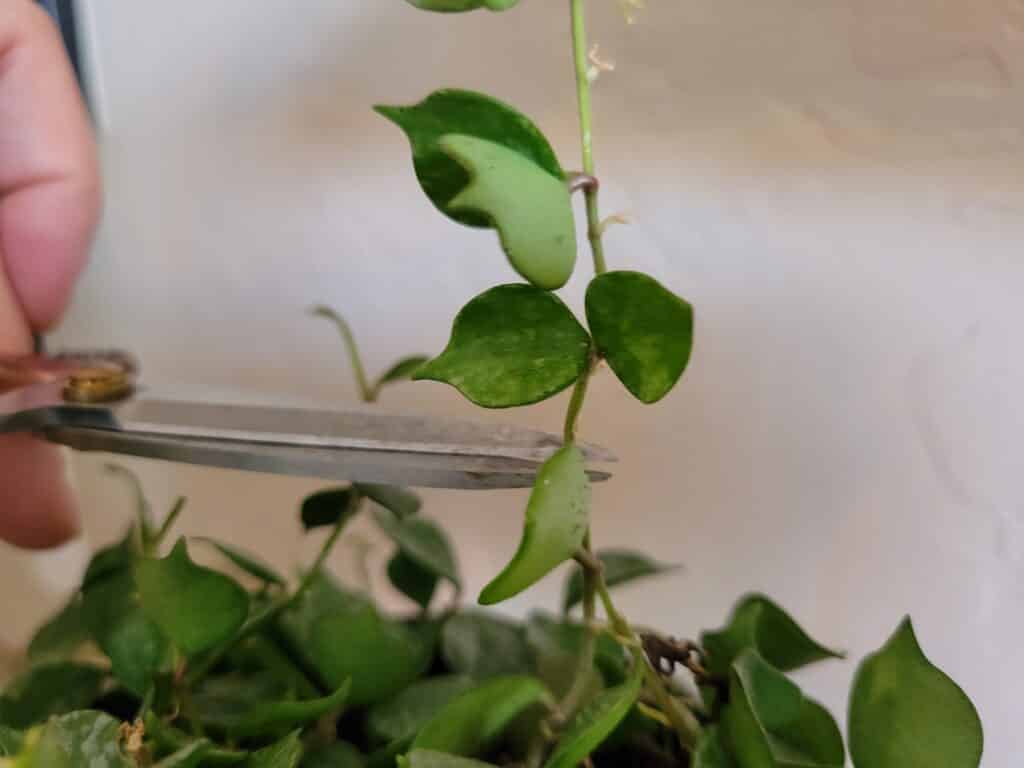 cutting hoya