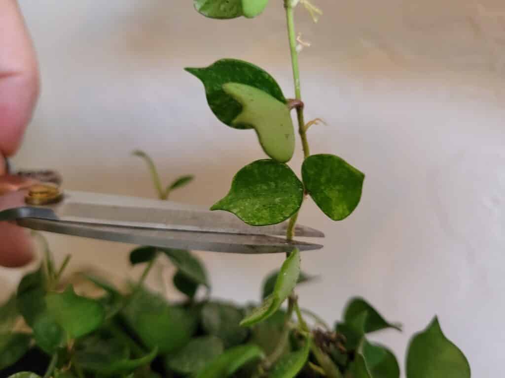 cutting hoya curtisii